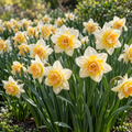 Bulbi de Narcise "Flower Drift", 2 Bucati