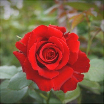 Trandafir Butas "Lincoln", Anul 3