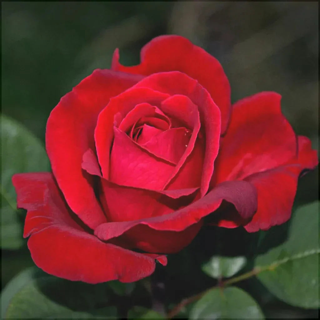 Trandafir Butas "Lincoln", Anul 3