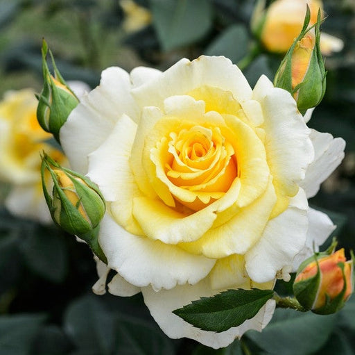 Trandafir Butas Teahibrid "Akoya", Anul 3