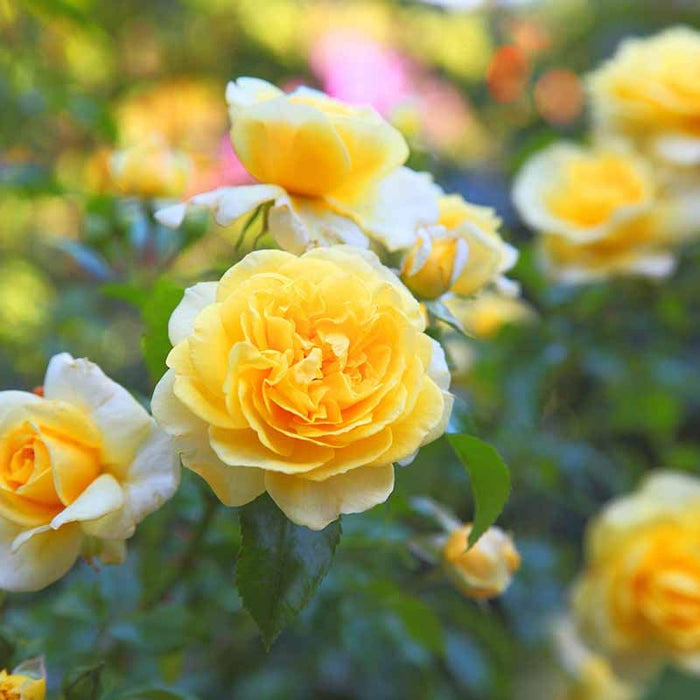 Trandafir Butas Teahibrid "Akoya", Anul 3