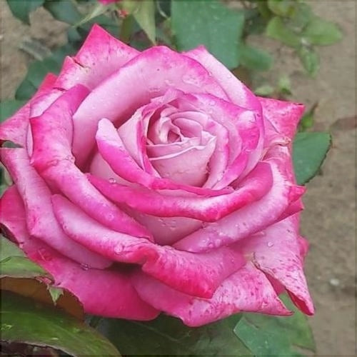 Trandafir Butas Teahibrid "Alinka",Anul 3