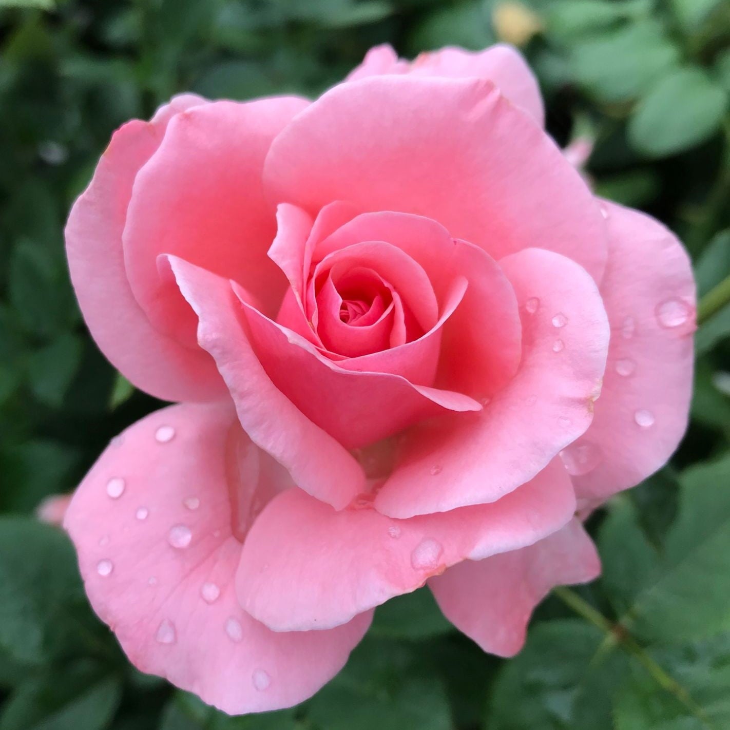 Trandafir Butaș Teahibrid "Aqua", Anul 3