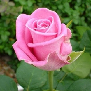 Trandafir Butaș Teahibrid "Aqua", Anul 3