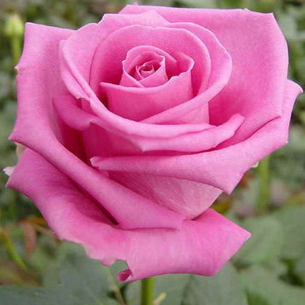 Trandafir Butas Teahibrid "Aqua", Anul 3