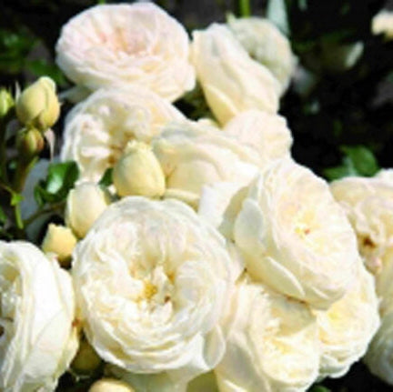 Trandafir Butas Teahibrid "Artemis",Anul 3