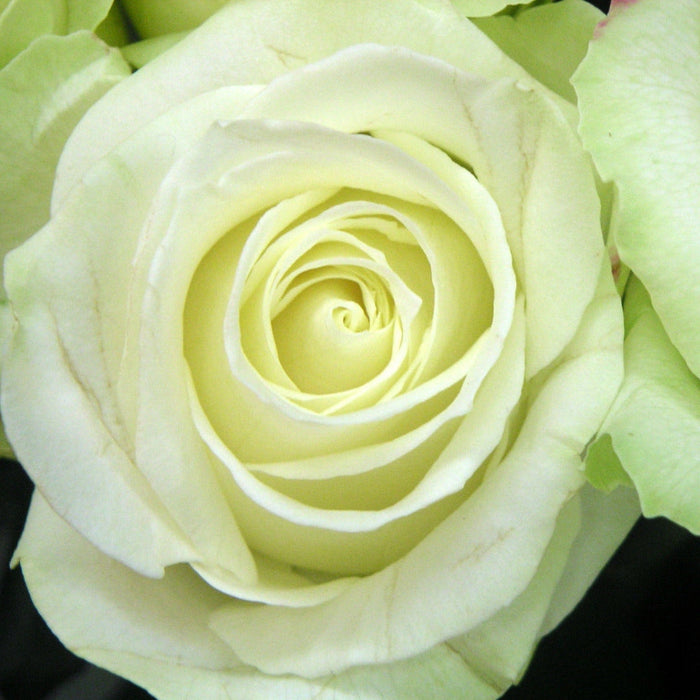 Trandafir Butas Teahibrid "Avalanche", Anul 3