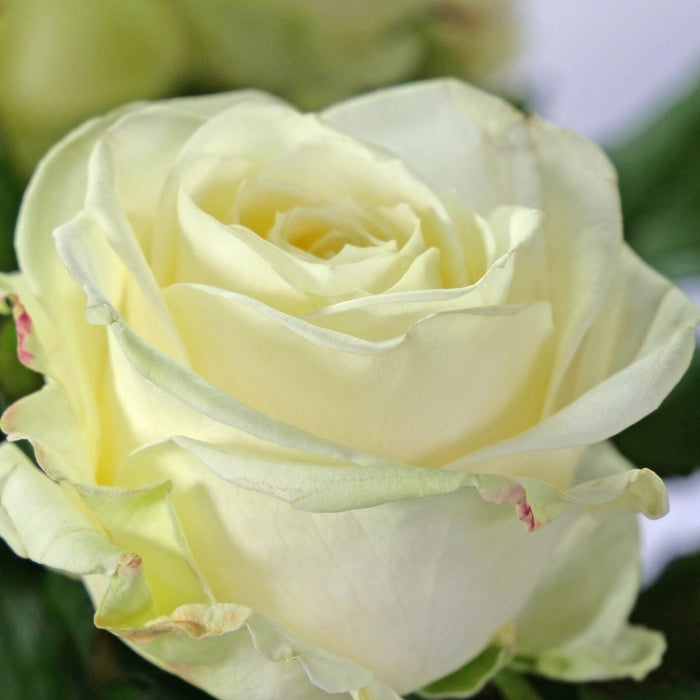 Trandafir Butas Teahibrid "Avalanche", Anul 3