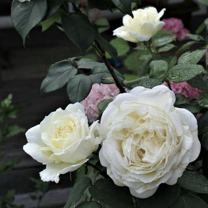 Trandafir Butas Teahibrid "Avalanche", Anul 3