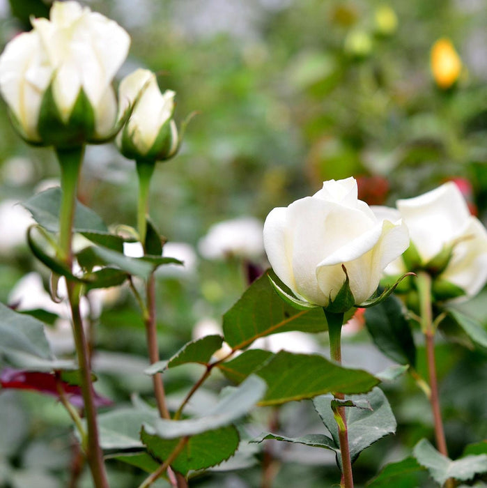 Trandafir Butas Teahibrid "Avalanche", Anul 3