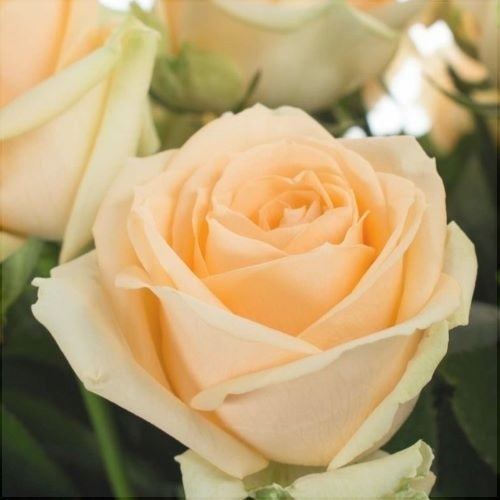 Trandafir Butas Teahibrid "Avalanche Peach",Anul 3