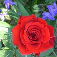 Trandafir Butas Teahibrid "Berlin", Anul 3