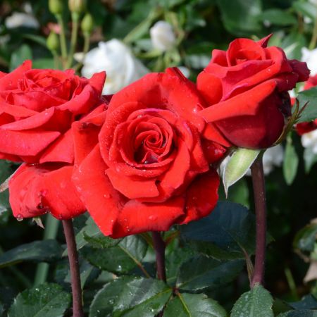 Trandafir Butas Teahibrid "Berlin", Anul 3