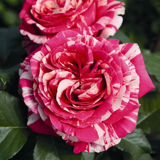 Trandafir Butas Teahibrid "Best Impression", Anul 3