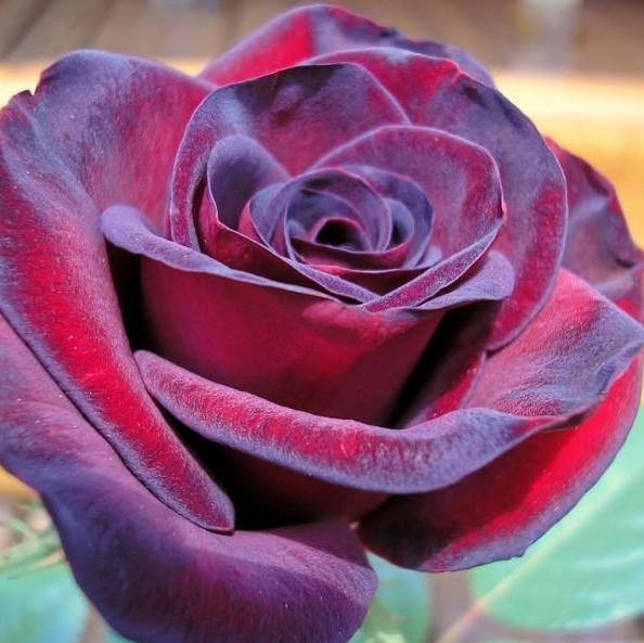 Trandafir Butas Teahibrid "Black Madonna",Anul 3