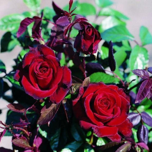 Trandafir Butas Teahibrid "Black Madonna",Anul 3