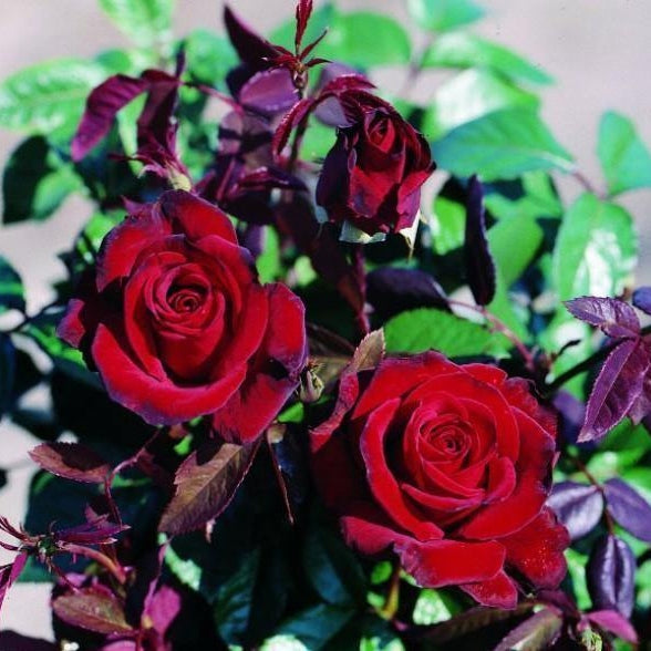 Trandafir Butas Teahibrid "Black Madonna",Anul 3