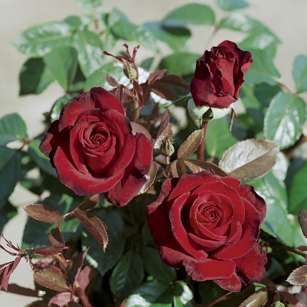 Trandafir Butas Teahibrid "Black Madonna",Anul 3