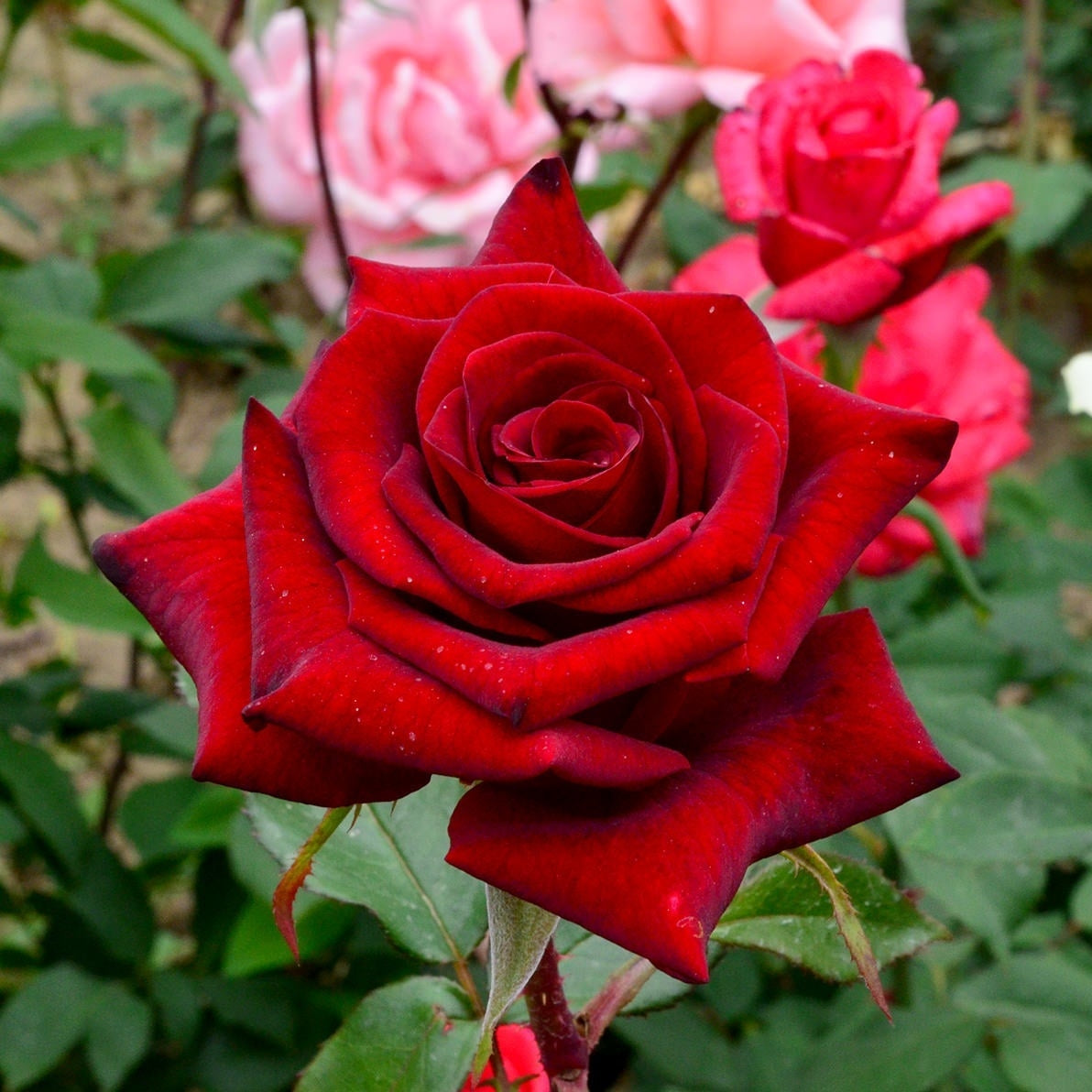 Trandafir Butaș Teahibrid "Black Magic",Anul 3