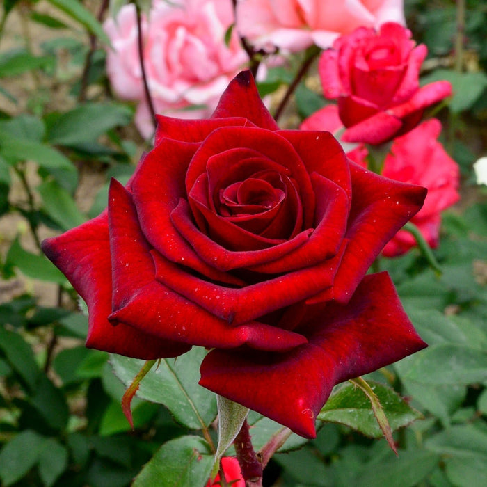 Trandafir Butas Teahibrid "Black Magic",Anul 3