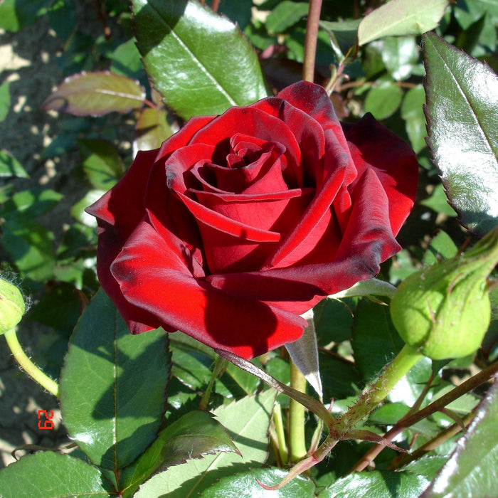 Trandafir Butas Teahibrid "Black Magic",Anul 3