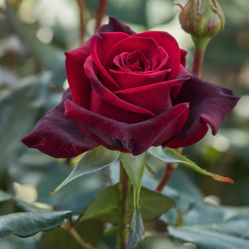 Trandafir Butas Teahibrid "Black Magic",Anul 3