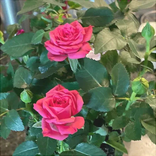 Trandafir Butas Teahibrid "Bugatti", Anul 3