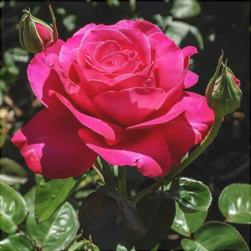 Trandafir Butas Teahibrid "Bugatti", Anul 3