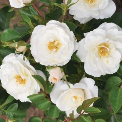 Trandafir Butas Teahibrid "Crystal", Anul 3