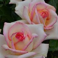 Trandafir Butas Teahibrid "Diamond D", Anul 3