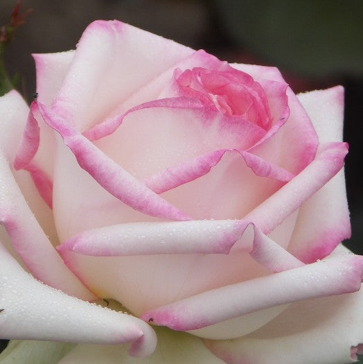 Trandafir Butas Teahibrid "Diamond D", Anul 3