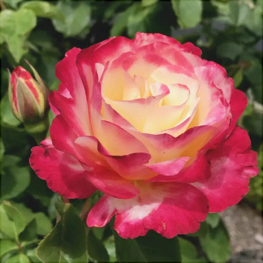 Trandafir Butas Teahibrid "Double Delight",Anul 3