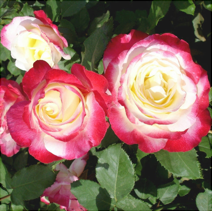 Trandafir Butas Teahibrid "Double Delight",Anul 3