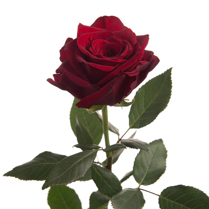 Trandafir Butas Teahibrid "Explorer", Anul 3