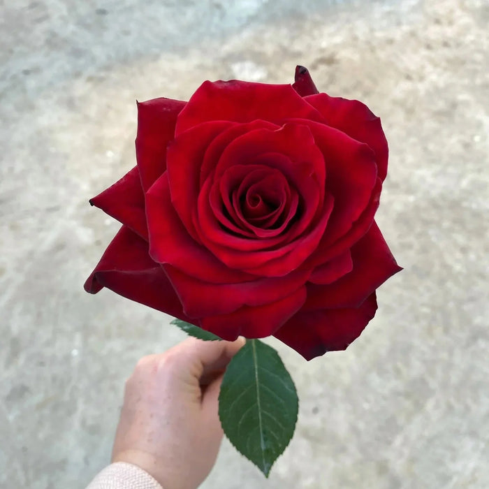 Trandafir Butas Teahibrid "Explorer", Anul 3