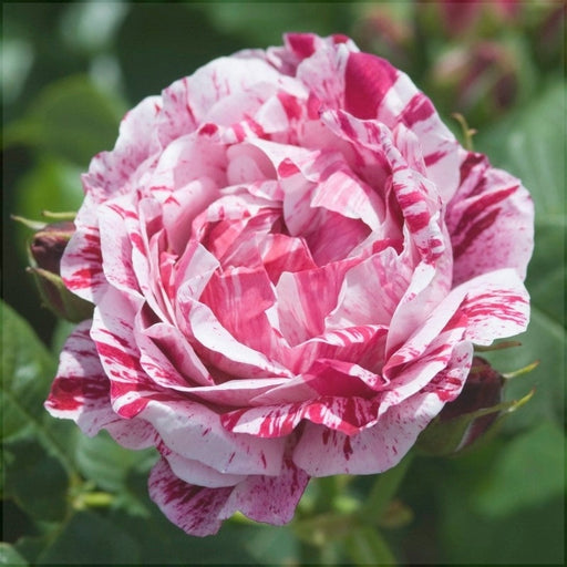 Trandafir Butas Teahibrid "Ferdinand", Anul 3