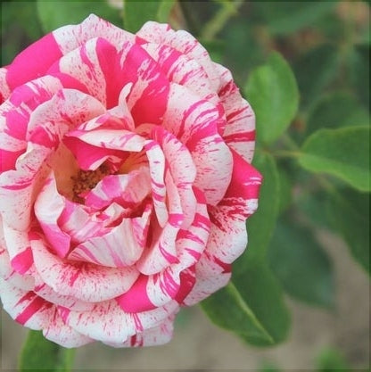 Trandafir Butas Teahibrid "Ferdinand", Anul 3