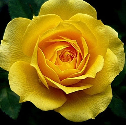 Trandafir Butas Teahibrid "Fresco",Anul 3