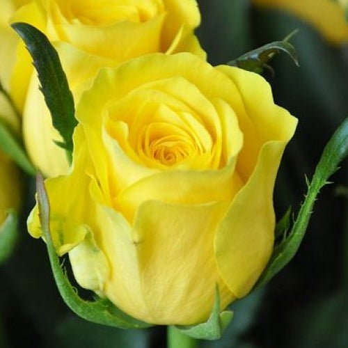 Trandafir Butas Teahibrid "Fresco",Anul 3