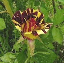 Trandafir Butas Teahibrid "Hocus-Pocus", Anul 3