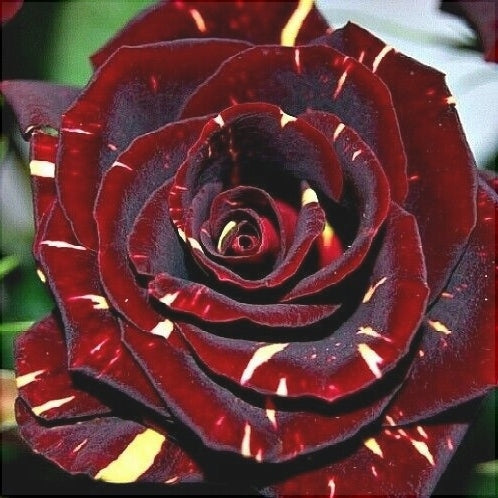 Trandafir Butas Teahibrid "Hocus-Pocus", Anul 3