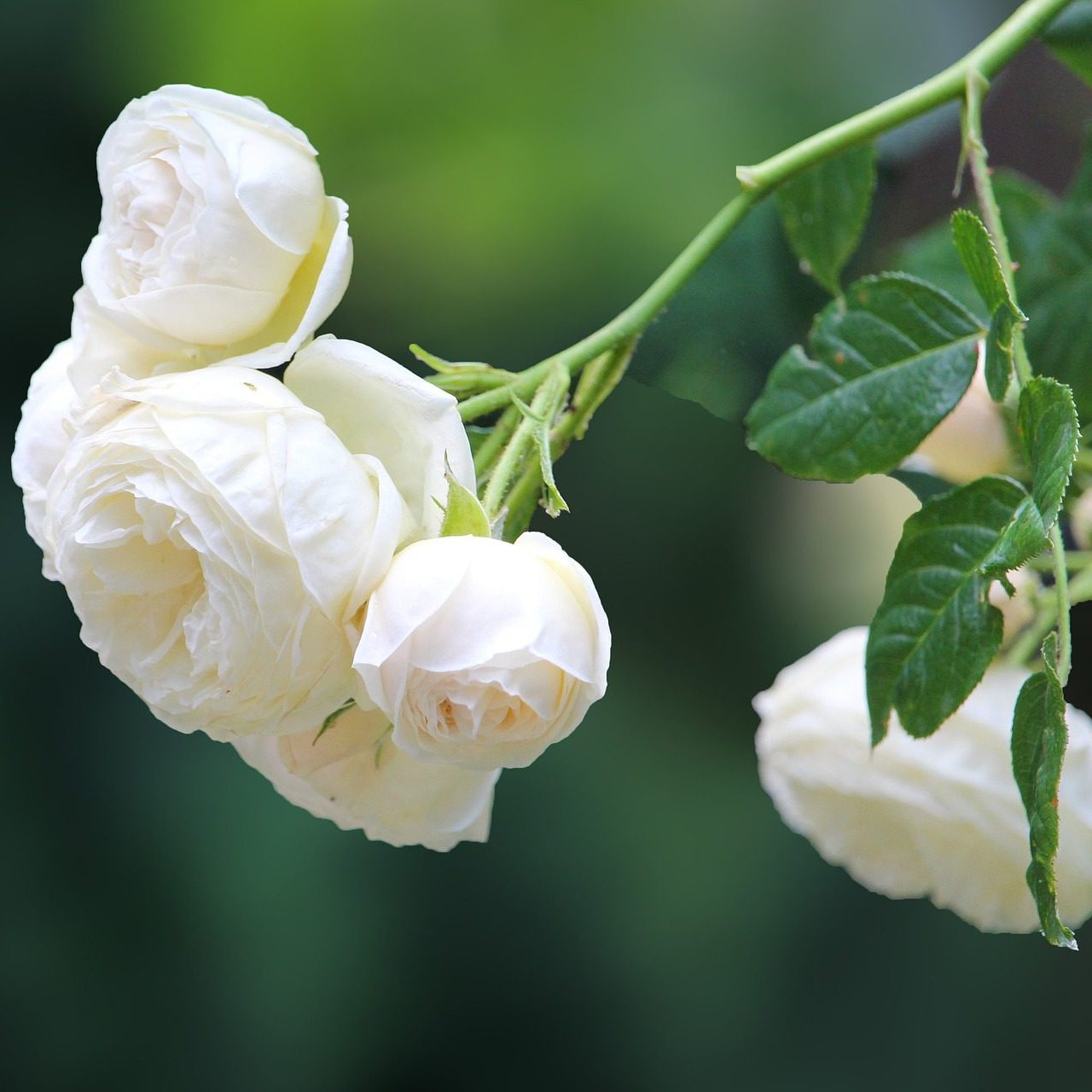 Trandafir Butas Teahibrid "Ilse Khron", Anul 3