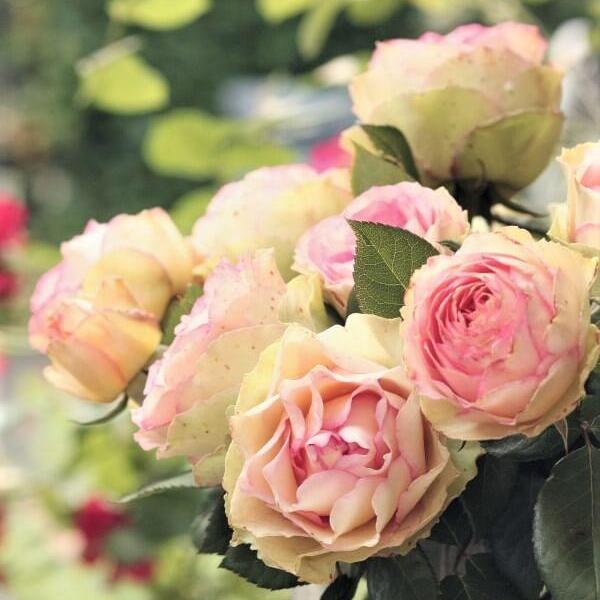 Trandafir Butas Teahibrid "Jalitah", Anul 3