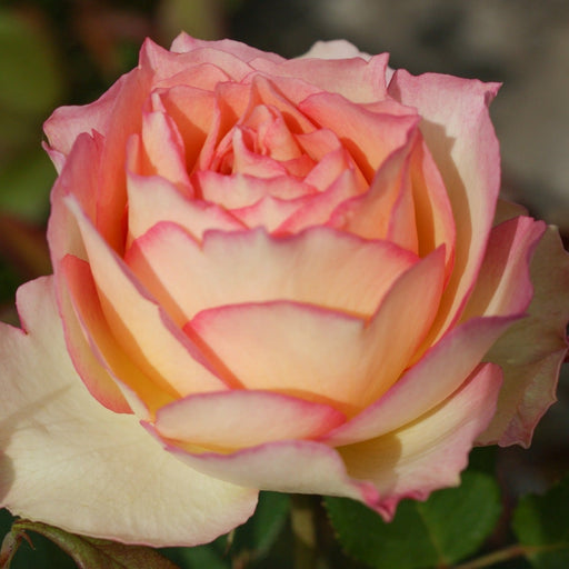 Trandafir Butas Teahibrid "Jalitah", Anul 3