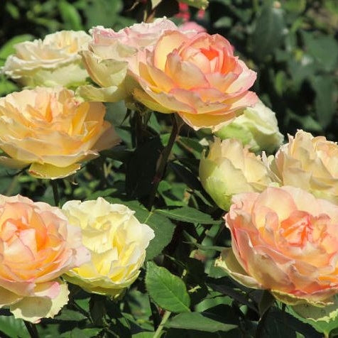 Trandafir Butas Teahibrid "Jalitah", Anul 3