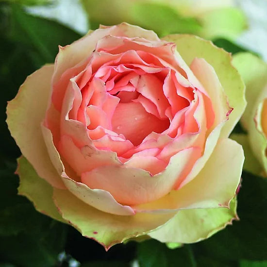 Trandafir Butas Teahibrid "Jalitah", Anul 3