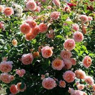 Trandafir Butas Teahibrid "Jeff L'Artiste", Anul 3