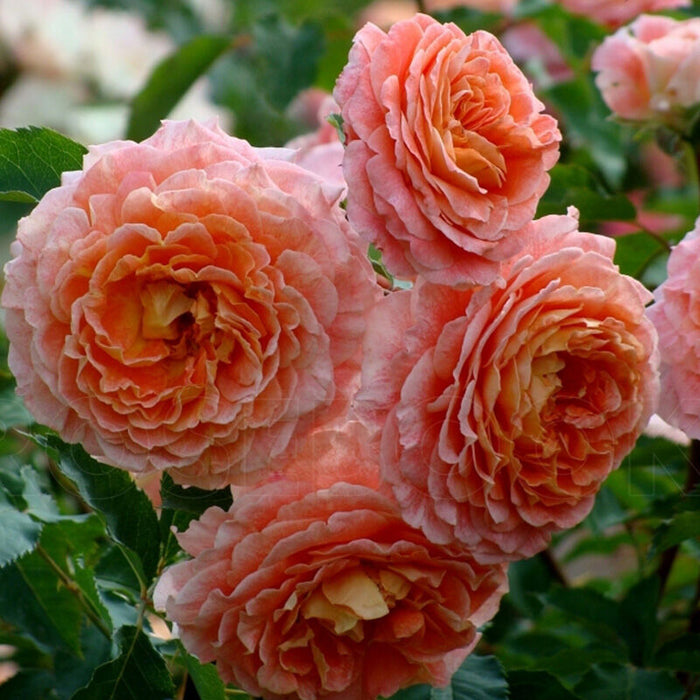 Trandafir Butas Teahibrid "Jeff L'Artiste", Anul 3