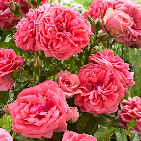 Trandafir Butaș Teahibrid "Kimono",Anul 3