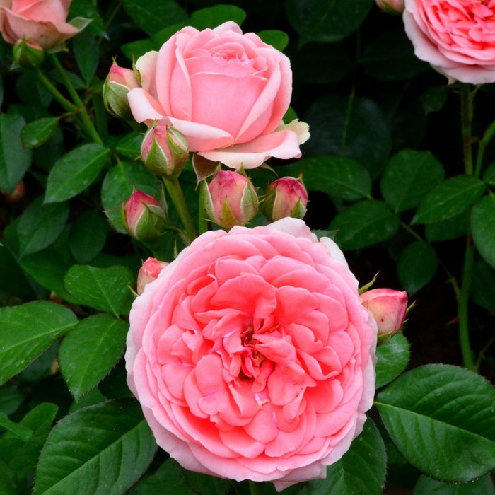 Trandafir Butas Teahibrid "Kimono",Anul 3